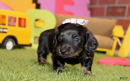 Dachshund dogs for sale: Iris - Image 3