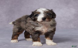 Mini Bernedoodle dogs for sale: Caleb - Image 2