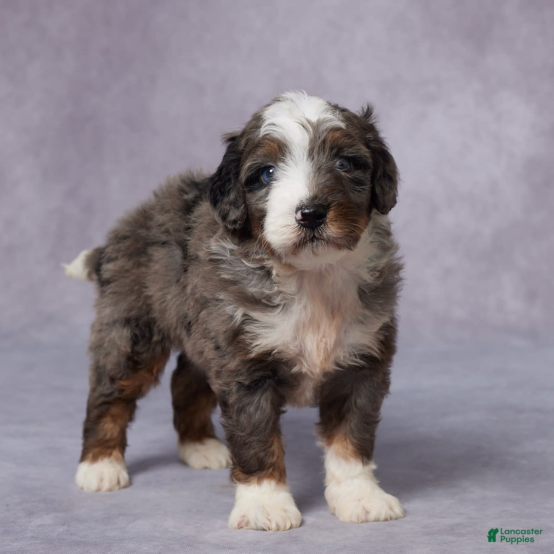 Mini Bernedoodle dogs for sale: Caleb - Image 2