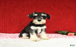 Miniature Schnauzer dogs for sale: Malenna - Image 6