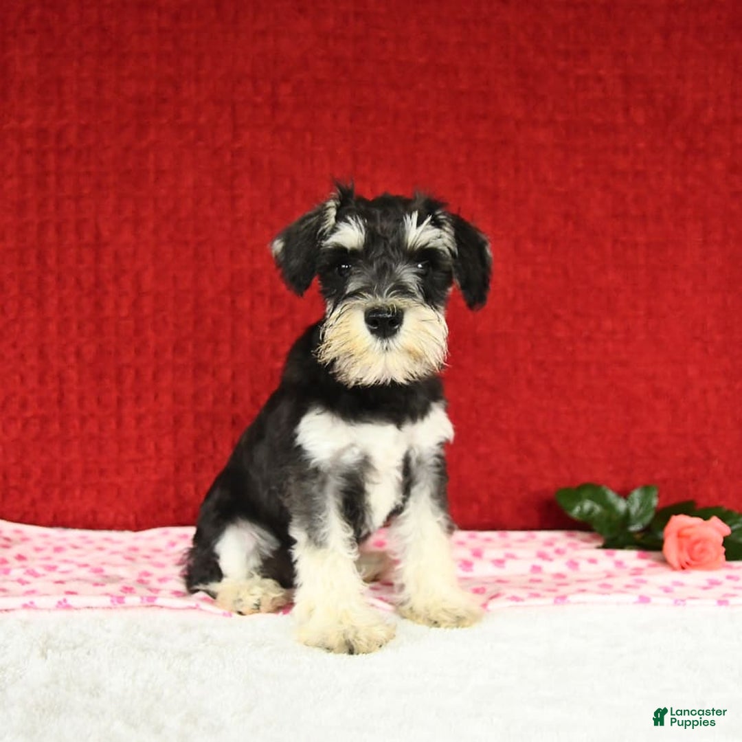 Miniature Schnauzer dogs for sale: Malenna - Image 6