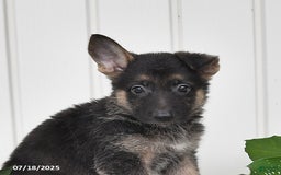 German Shepherd dogs for sale: Emma - Image 5