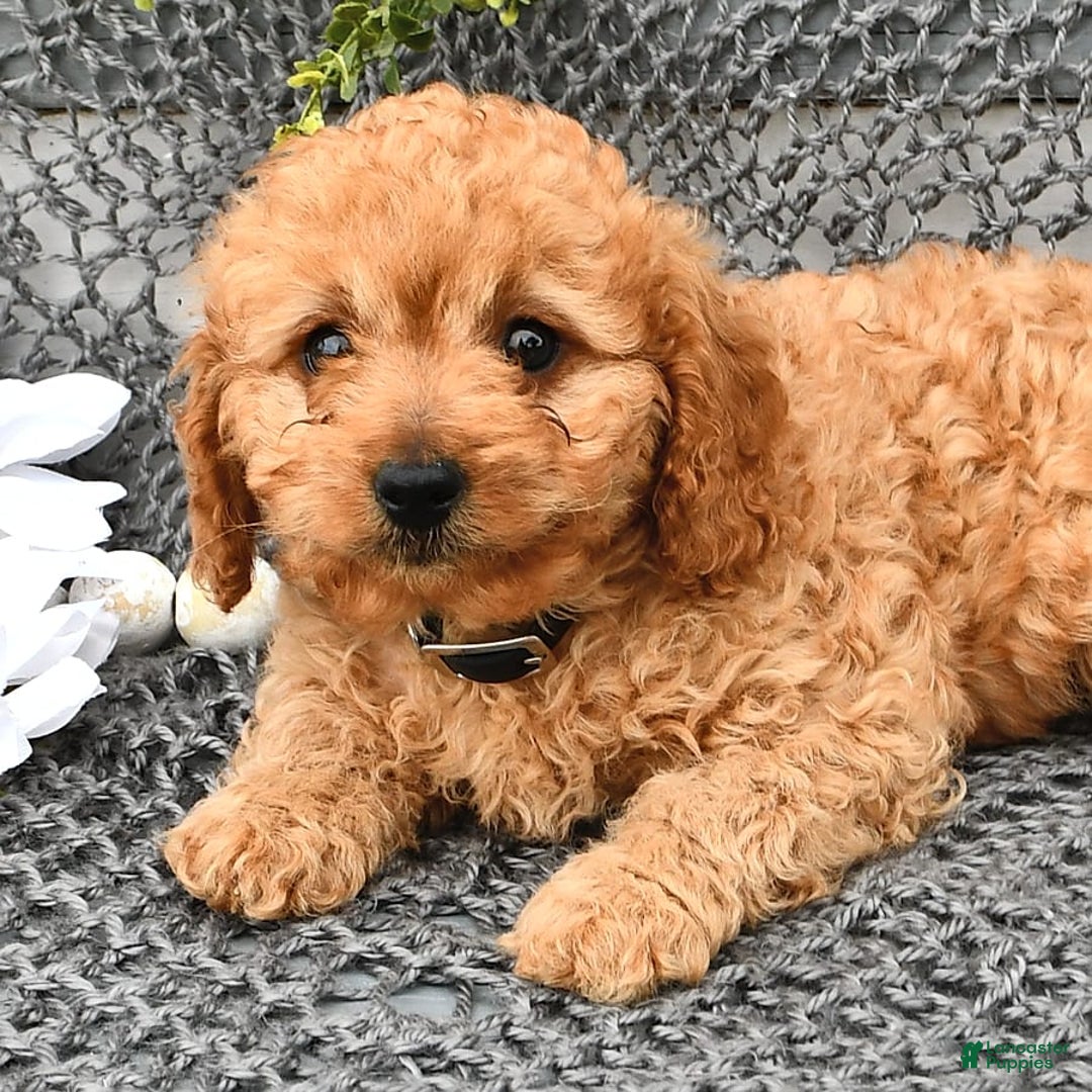 Cavapoo dogs for sale: Candy - Image 3