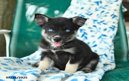 Pomsky dogs for sale: Rio - Image 5