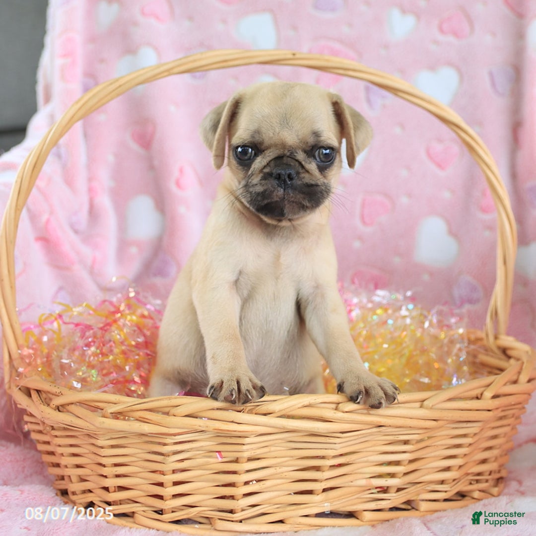 Pug dogs for sale: Amelia - Image 3
