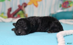 Toy Poodle dogs for sale: Jimmy - Image 3
