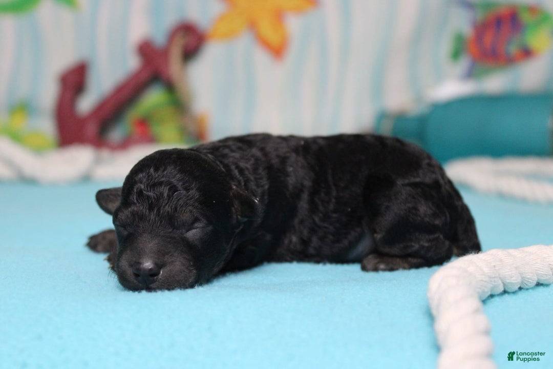 Toy Poodle dogs for sale: Jimmy - Image 3