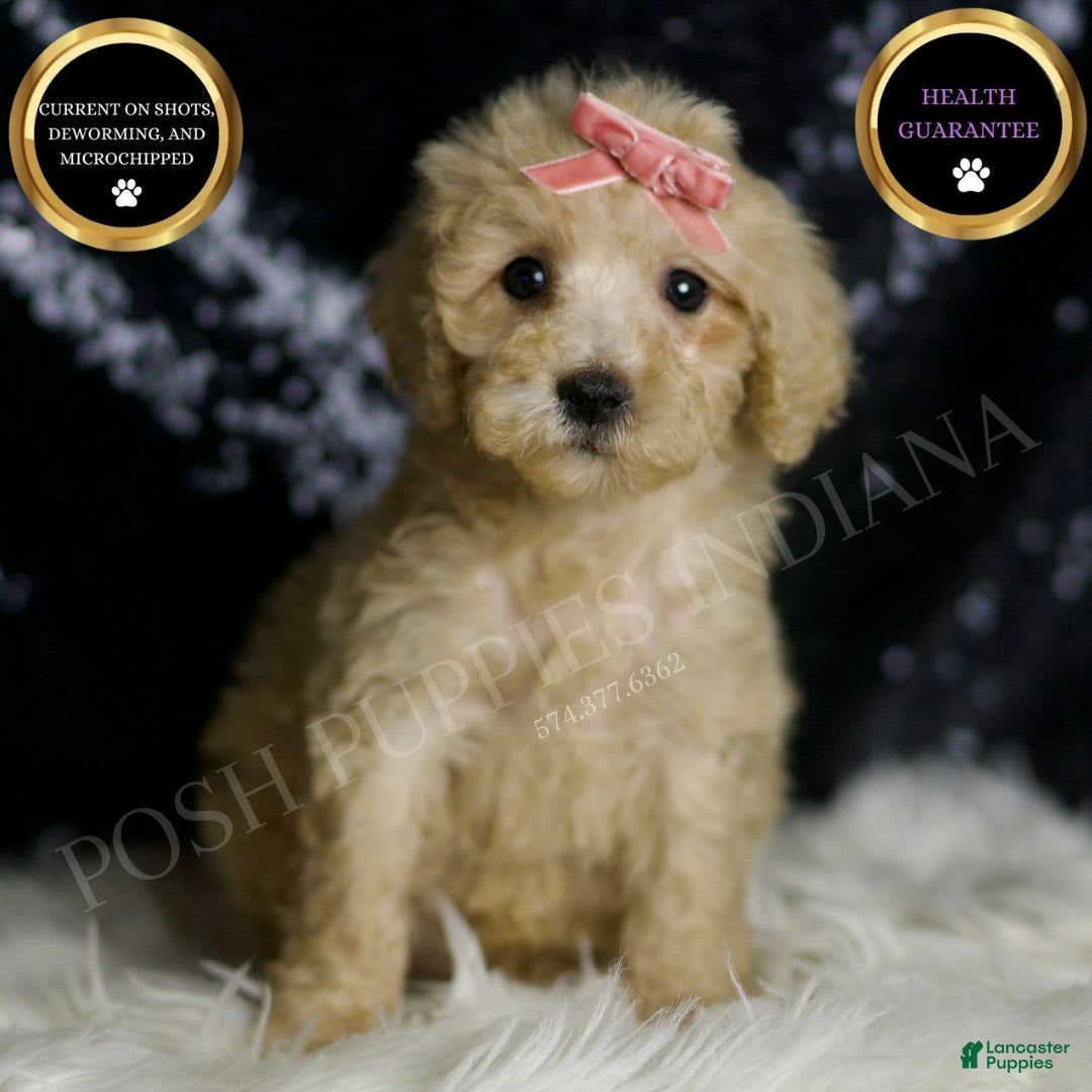 Mini Goldendoodle dogs for sale: Duckie - Image 1