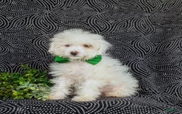 Miniature Poodle dogs for sale: Broderick - Image 7