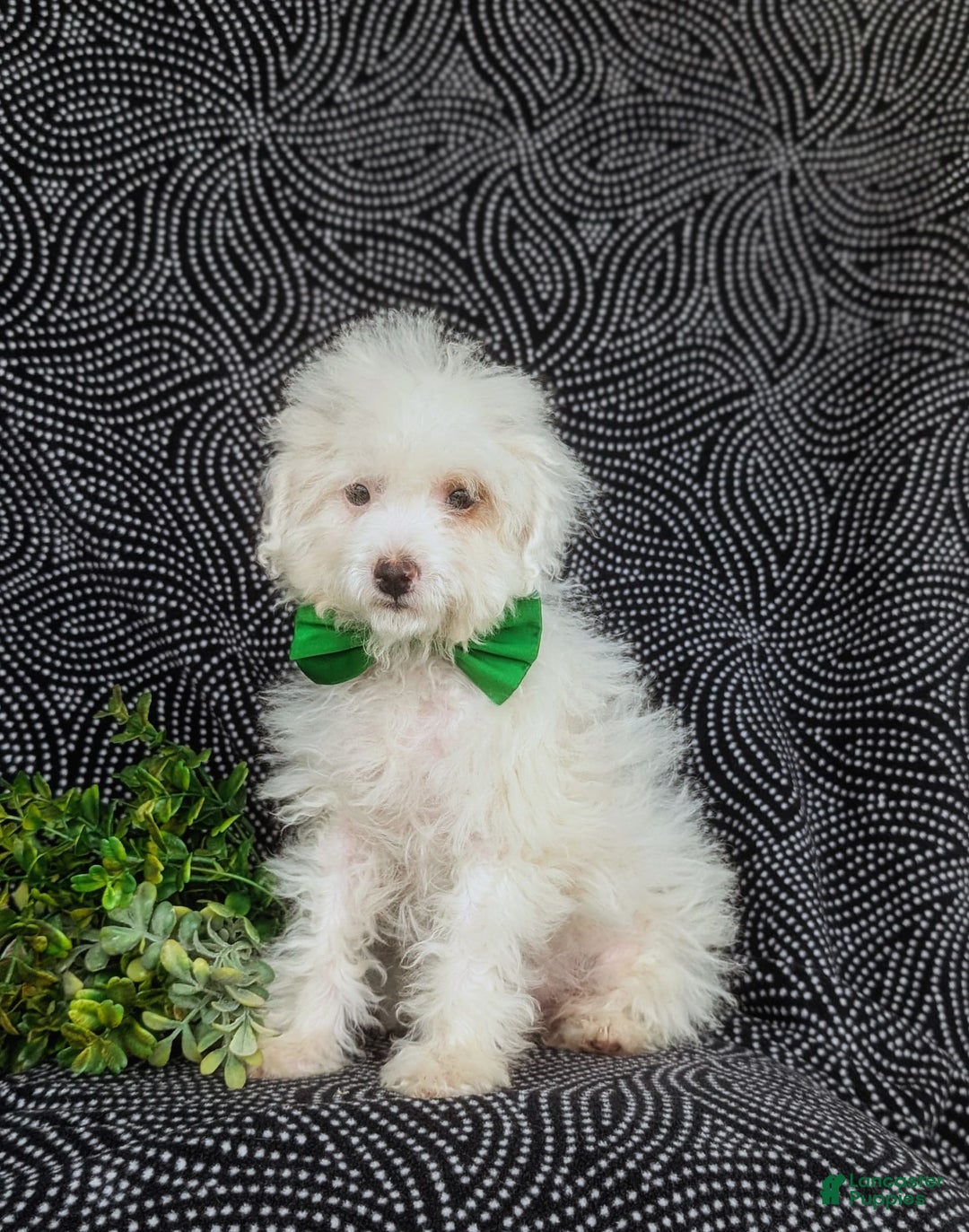 Miniature Poodle dogs for sale: Broderick - Image 7
