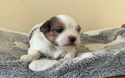Yorkshire Terrier dogs for sale: Ty - Image 2
