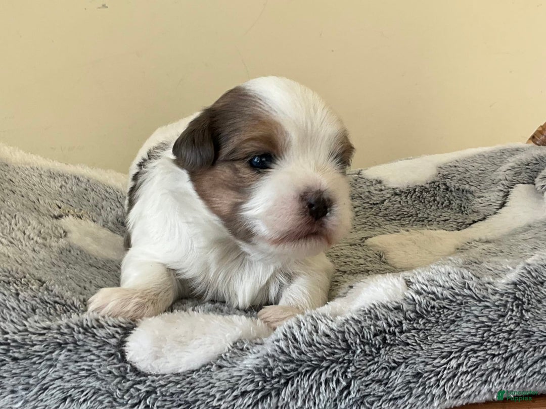Yorkshire Terrier dogs for sale: Ty - Image 2