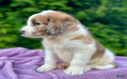 Saint Berdoodles dogs for sale: Beauty - Image 4