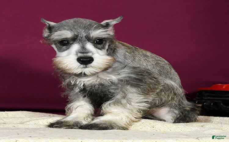 Miniature Schnauzer dogs for sale - Ad 2