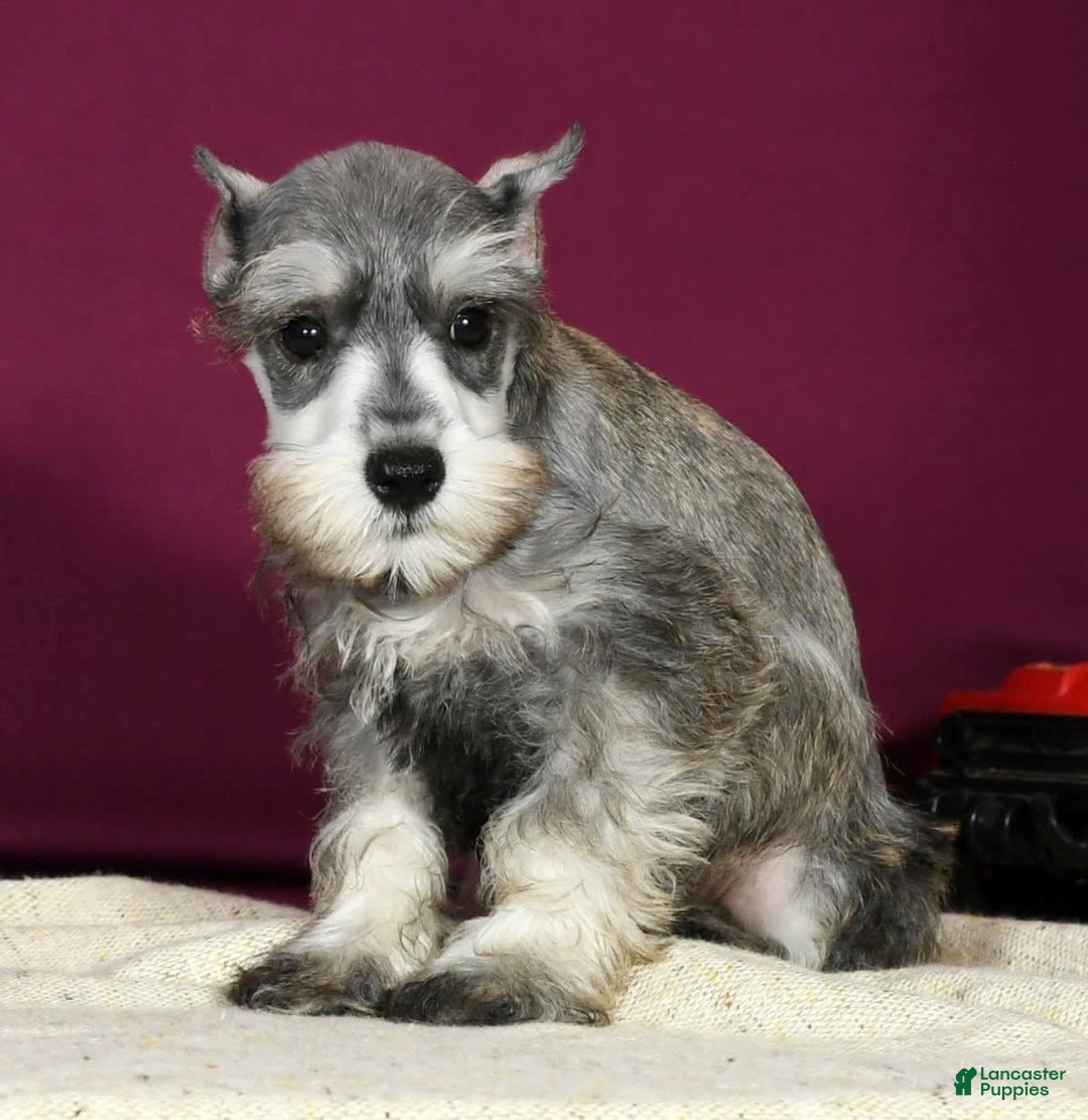 Miniature Schnauzer dogs for sale: Kona - Image 1