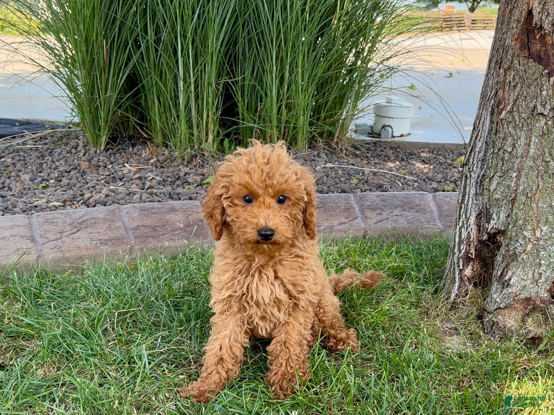 Cockapoo dogs for sale: Terry - Image 1