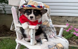 Welsh Corgi Pembroke dogs for sale: Jimmy - Image 2