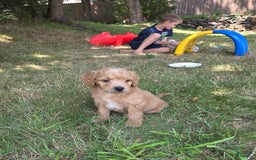 Mini Aussiedoodle dogs for sale: Brick - Image 3
