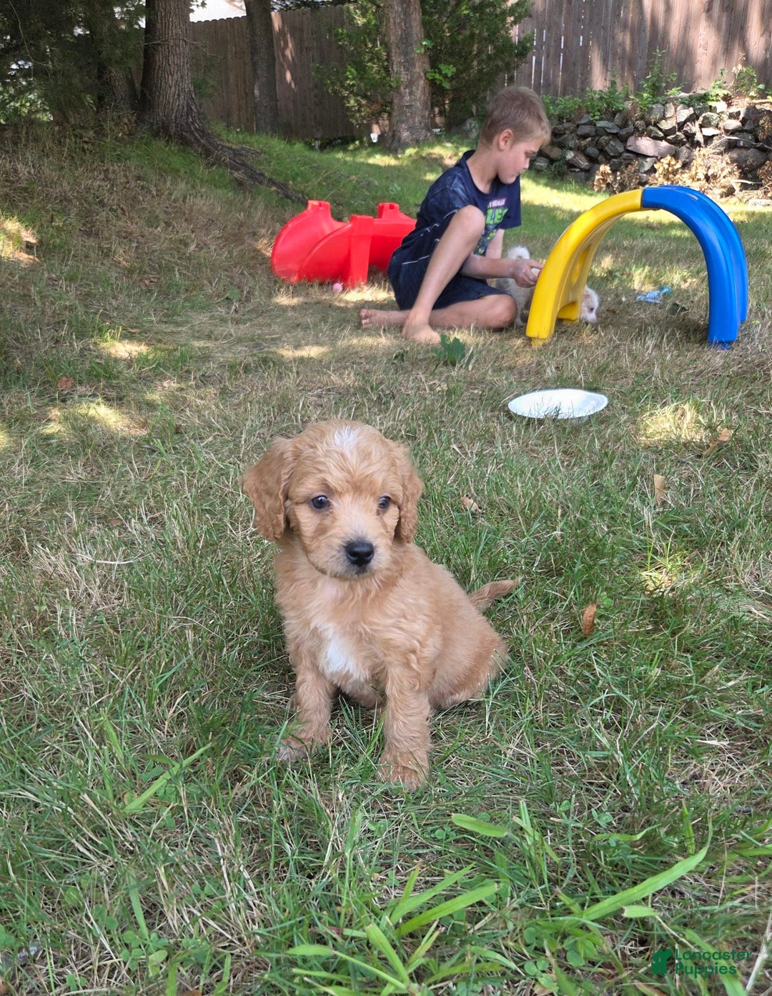 Mini Aussiedoodle dogs for sale: Brick - Image 3