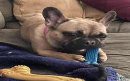 French Bulldog dogs for sale: Luke - Image 6