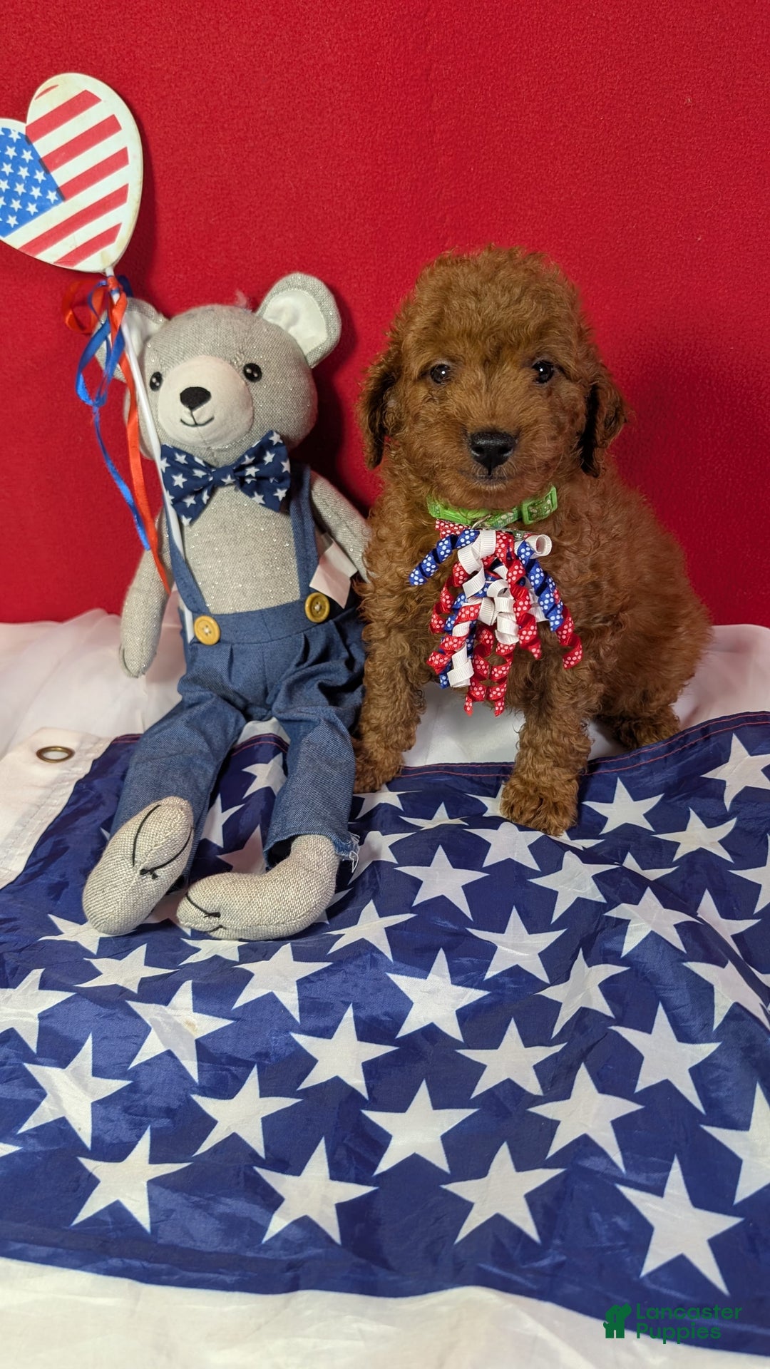 Mini Goldendoodle dogs for sale: Sprout Green Collar Toy Size - Image 1