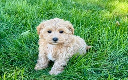 Maltipoo dogs for sale: Bennie - Image 5