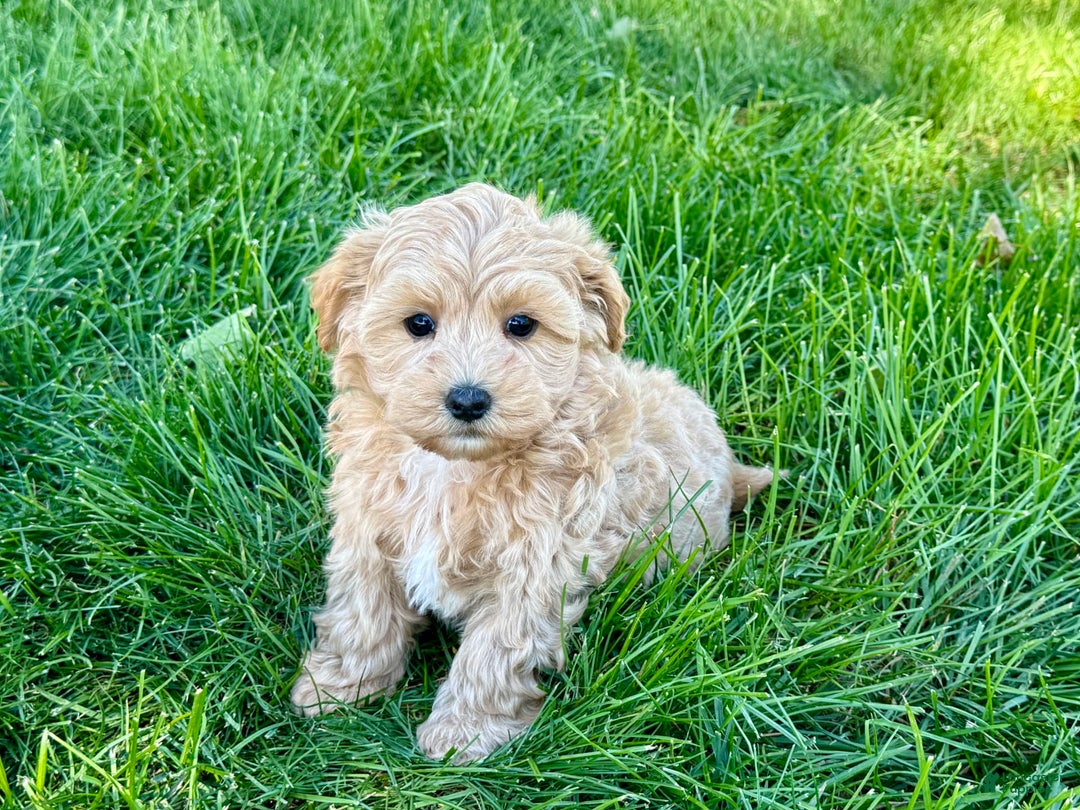 Maltipoo dogs for sale: Bennie - Image 5
