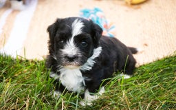 Havanese dogs for sale: Eeyore - Image 3