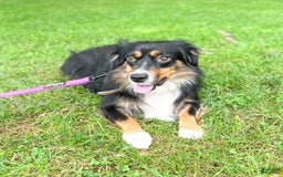 Australian Shepherd dogs for sale: Jake - Image 6