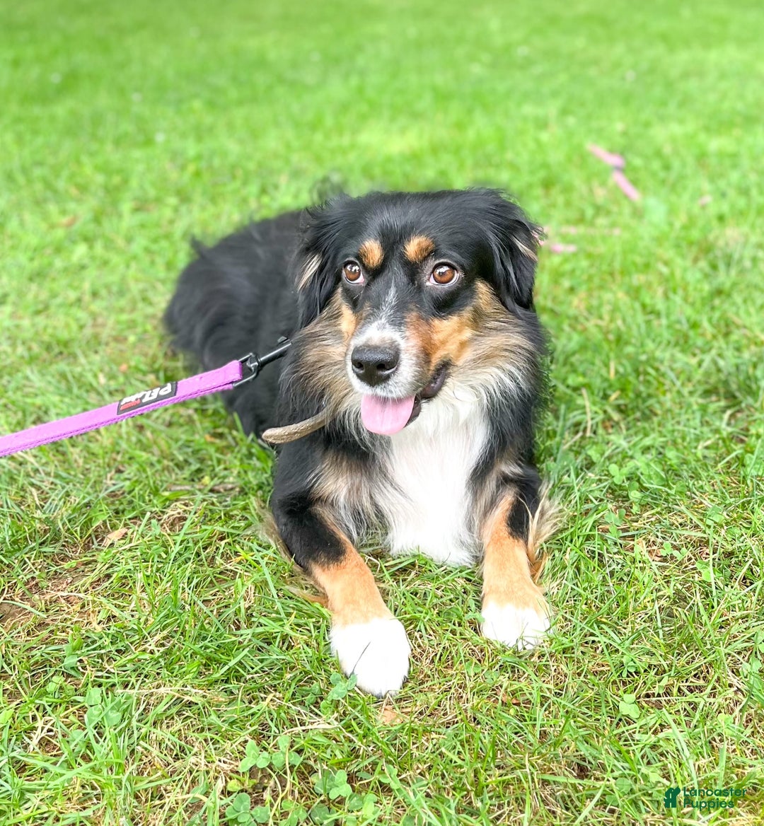 Australian Shepherd dogs for sale: Jake - Image 6