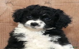 Cockapoo dogs for sale: Brady - Image 9