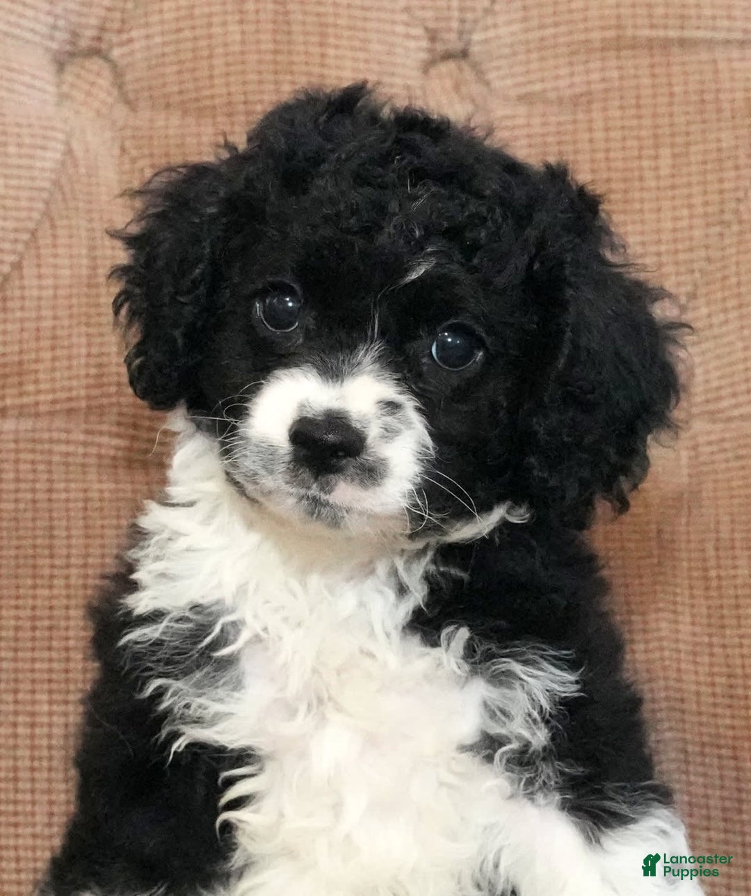 Cockapoo dogs for sale: Brady - Image 9
