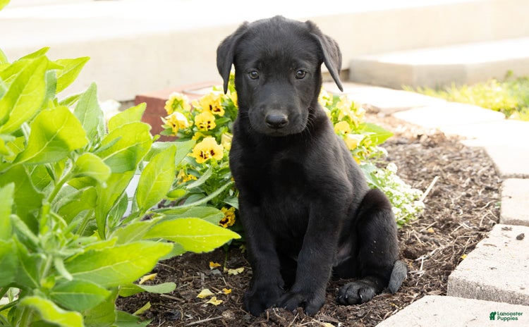 Labrador Retriever dogs for sale - Ad 4