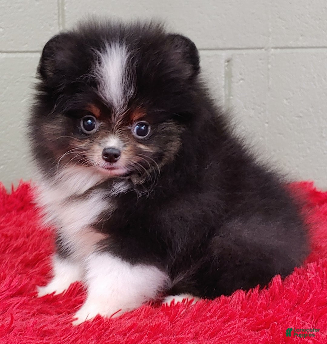 Pomeranian dogs for sale: Yovanni - Image 10