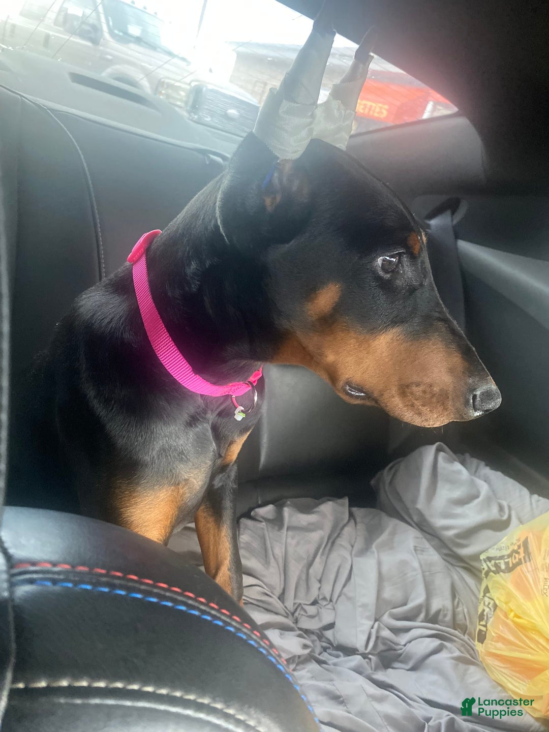 Doberman Pinscher dogs for sale: Seraphina Diamond Luna - Image 1