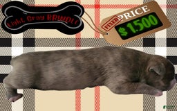 American Pit Bull Terrier dogs for sale: Light Gray Brindle - Image 1