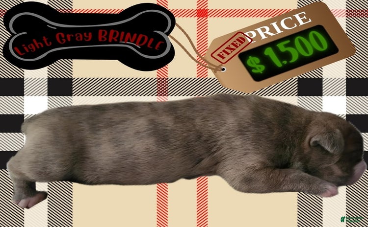 American Pit Bull Terrier dogs for sale - Ad 3
