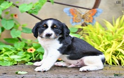English Springer Spaniel dogs for sale: Lee - Image 5