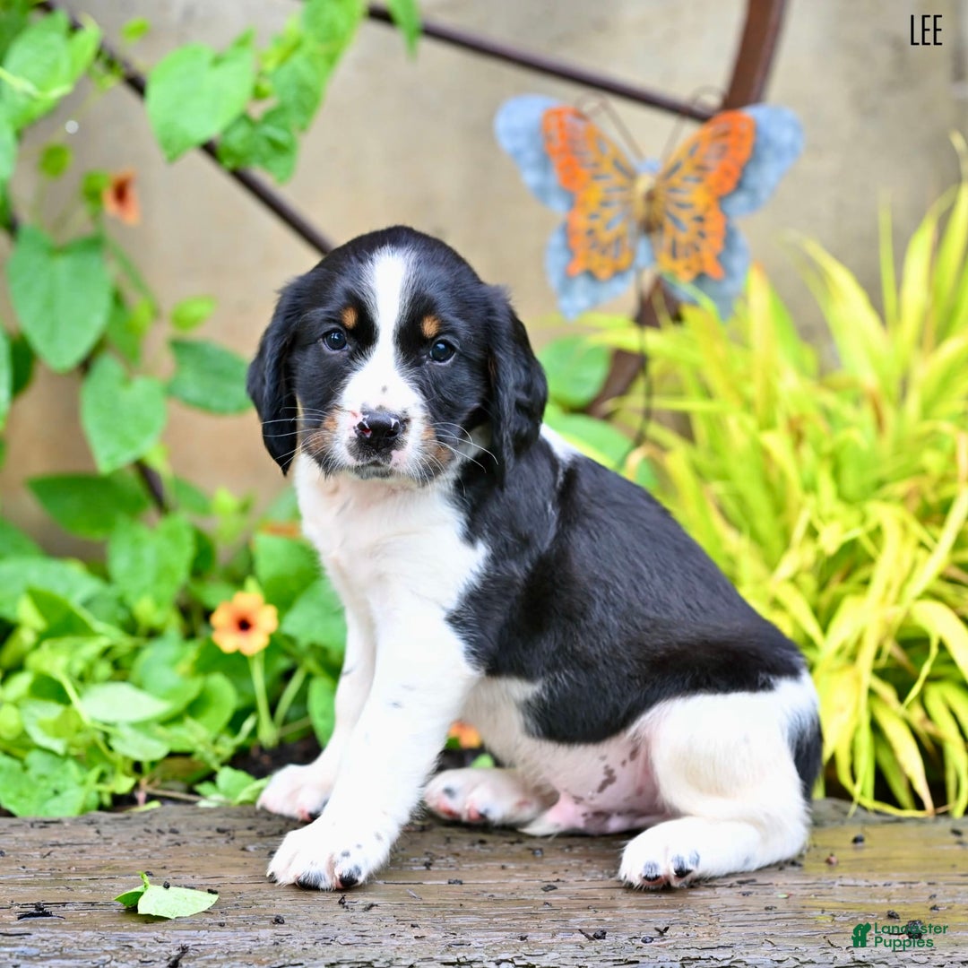English Springer Spaniel dogs for sale: Lee - Image 5