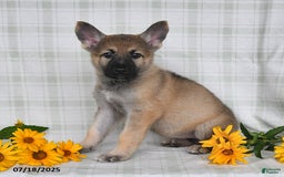 German Shepherd dogs for sale: Kyla - Image 4