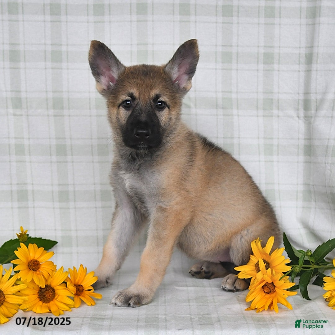 German Shepherd dogs for sale: Kyla - Image 4