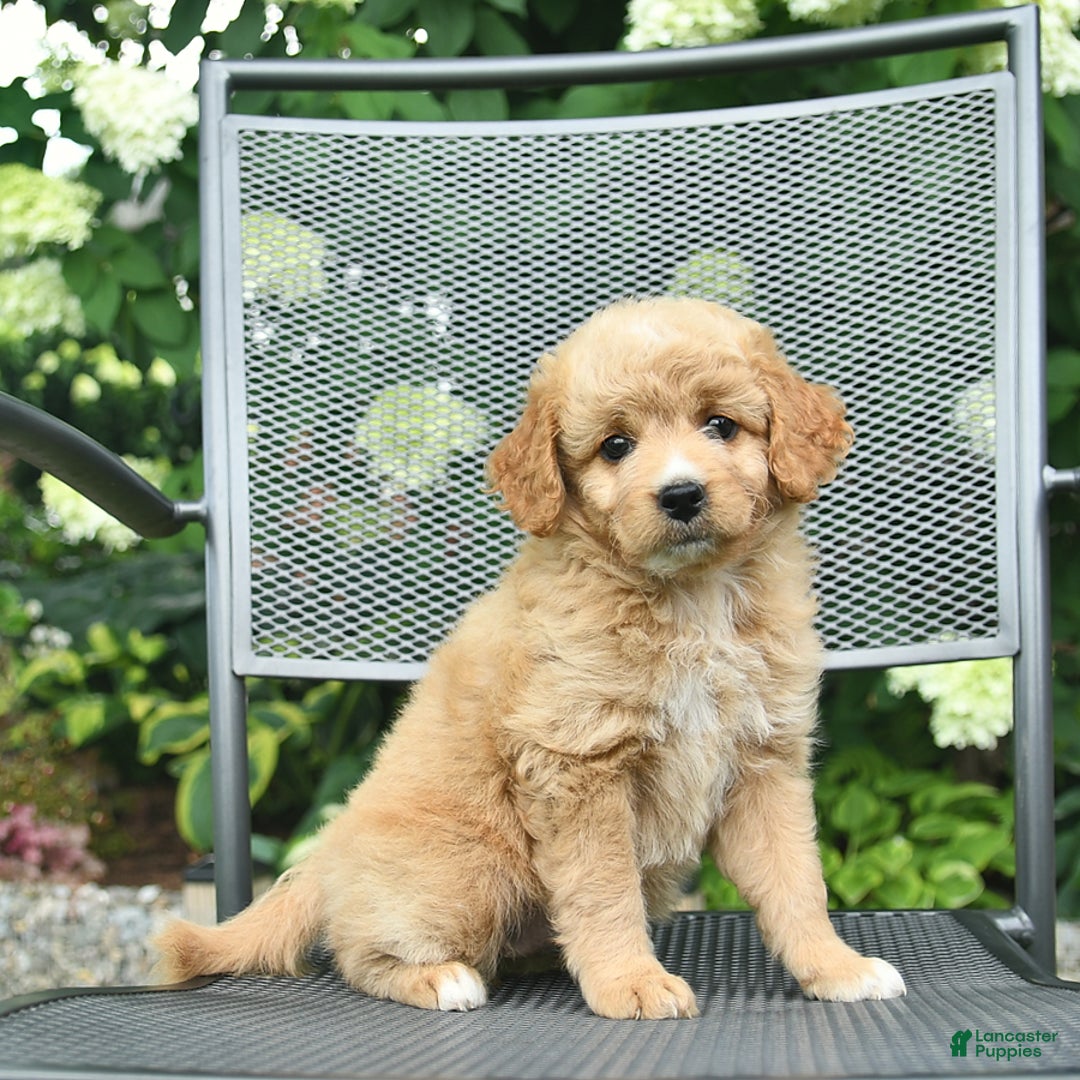 Mini Goldendoodle dogs for sale: Lily - Image 3