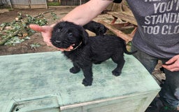 Belgian Malinois dogs for sale: Girl 3 - Image 4