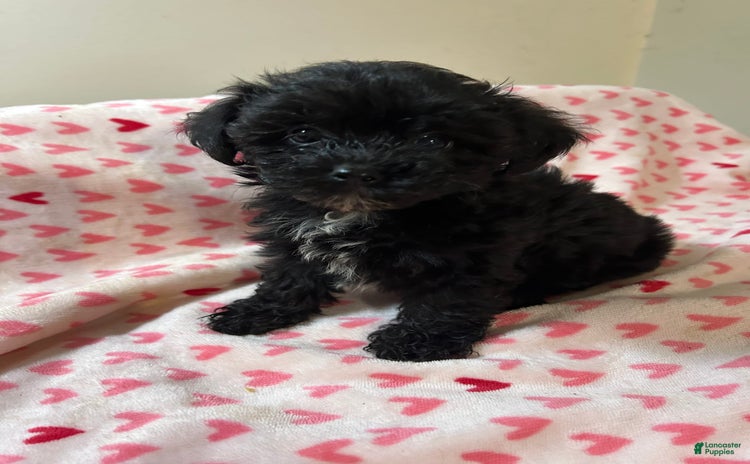 Yorkiepoo dogs - Advert 19