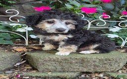 Yorkiepoo dogs for sale: Kyle - Image 4