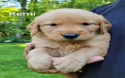 Golden Retriever dogs for sale: Remi - Image 2