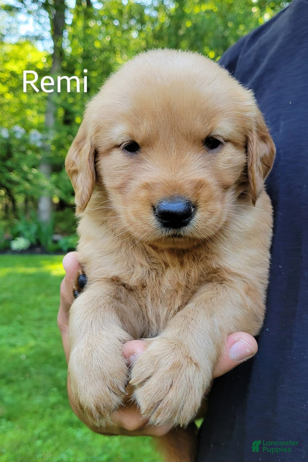 Golden Retriever dogs for sale: Remi - Image 2