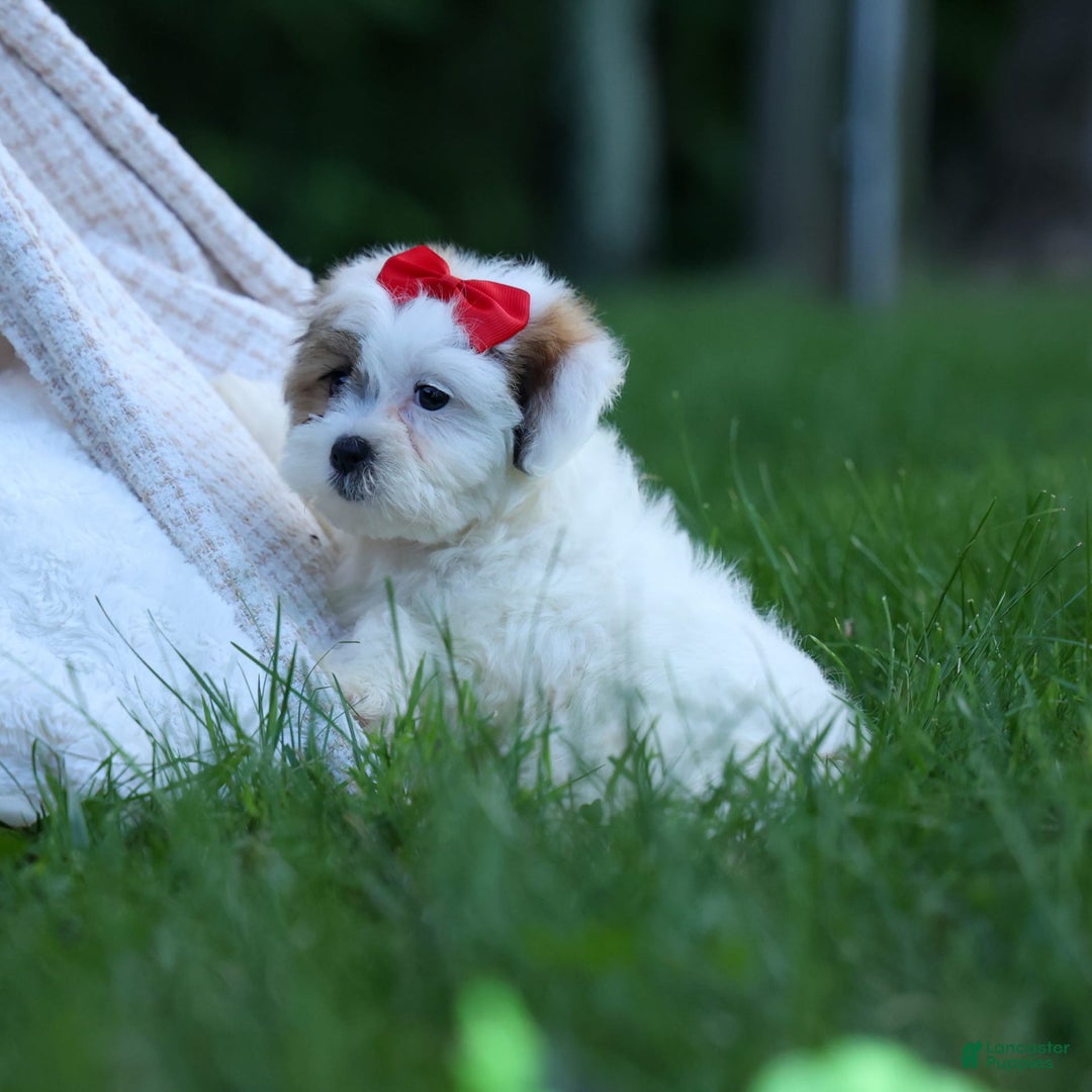 Shihpoo dogs for sale: Sage - Image 4