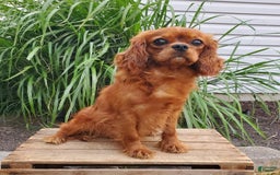 Cavapoo dogs for sale: Summer - Image 11