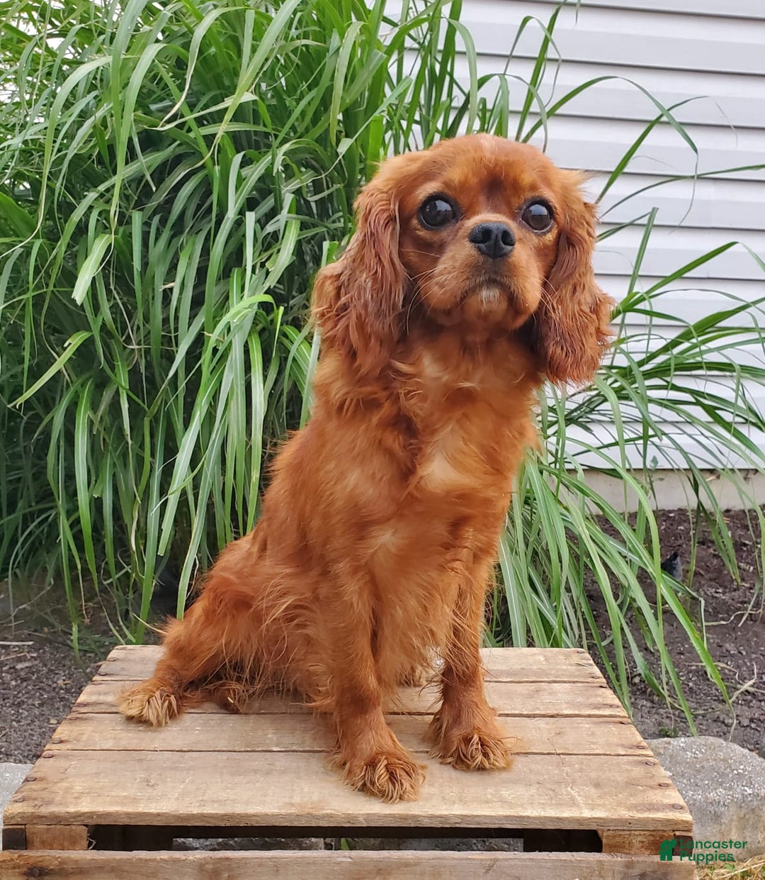 Cavapoo dogs for sale: Summer - Image 11